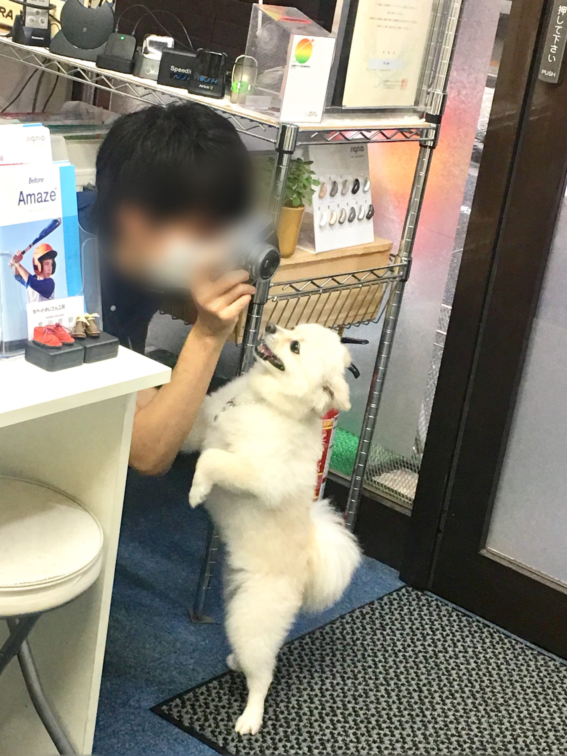 「カメイドタートルズ」さんにて「看板犬あすか」紹介されました