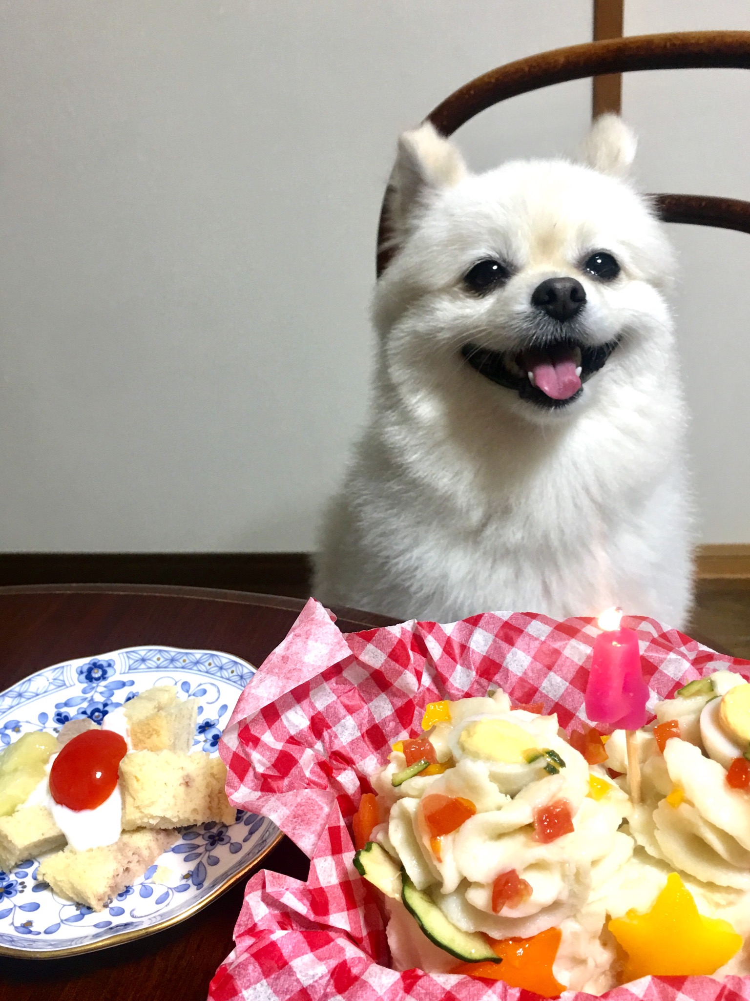 看板犬あすか4歳になりました