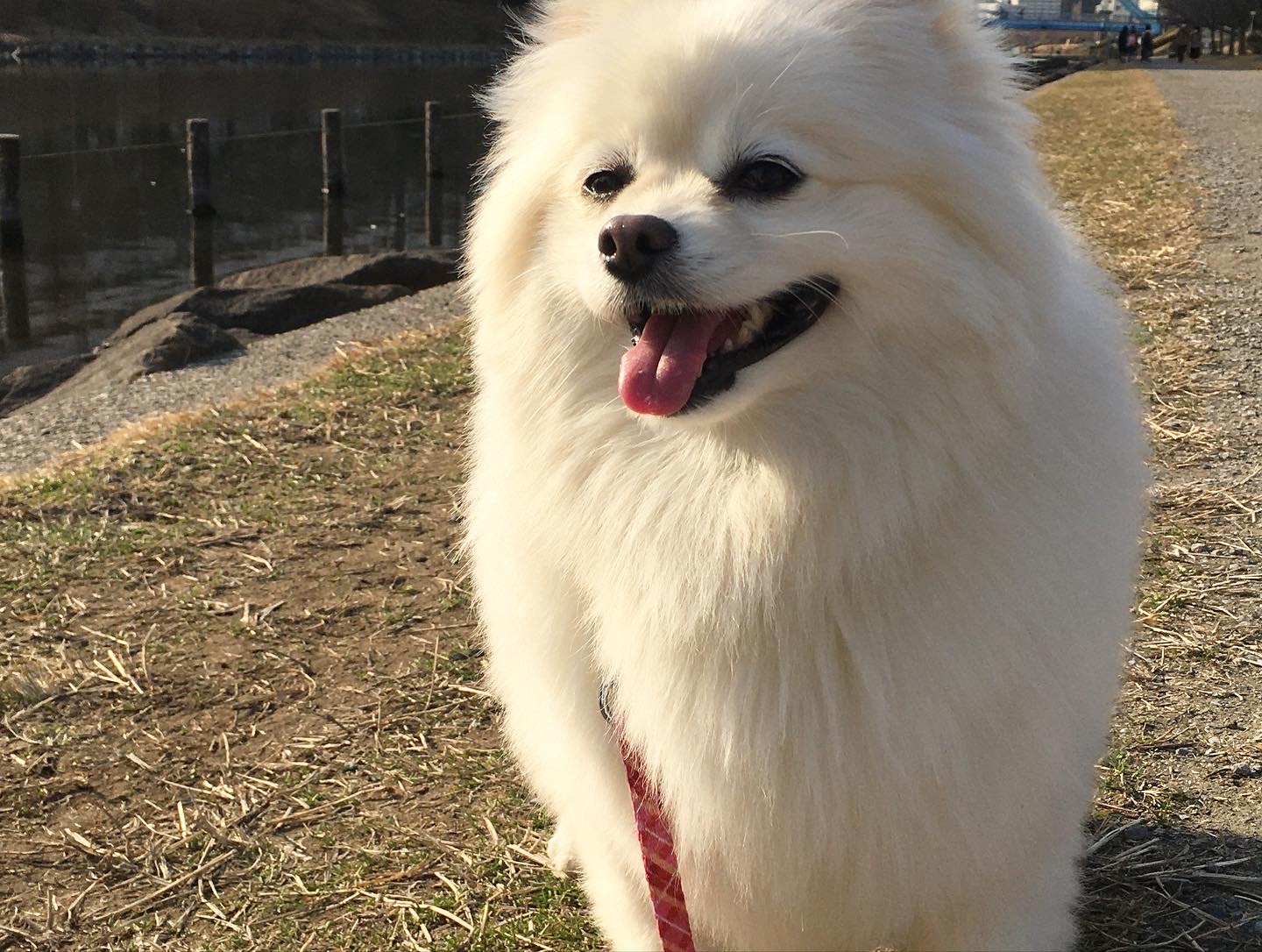 河津桜が咲きました