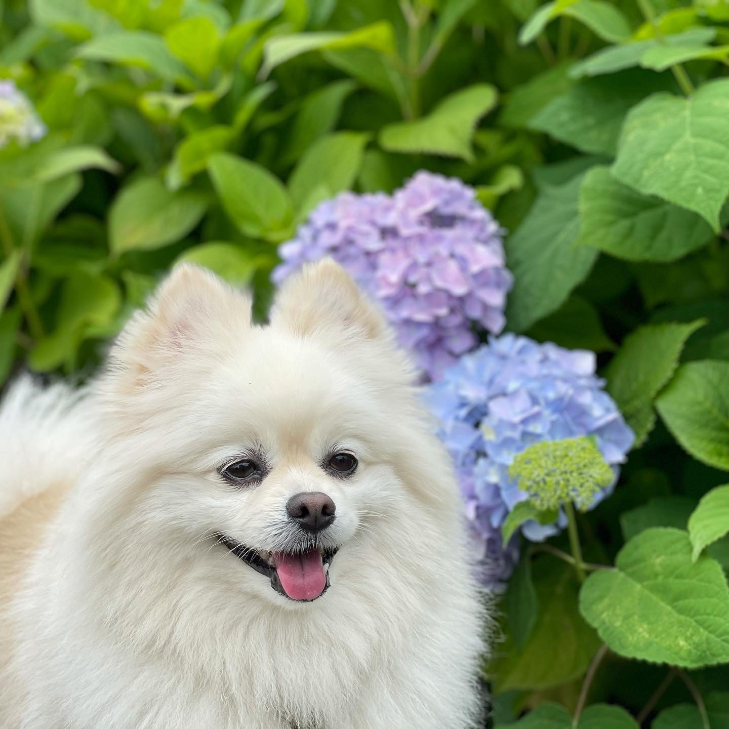 紫陽花が色づきはじめたよ