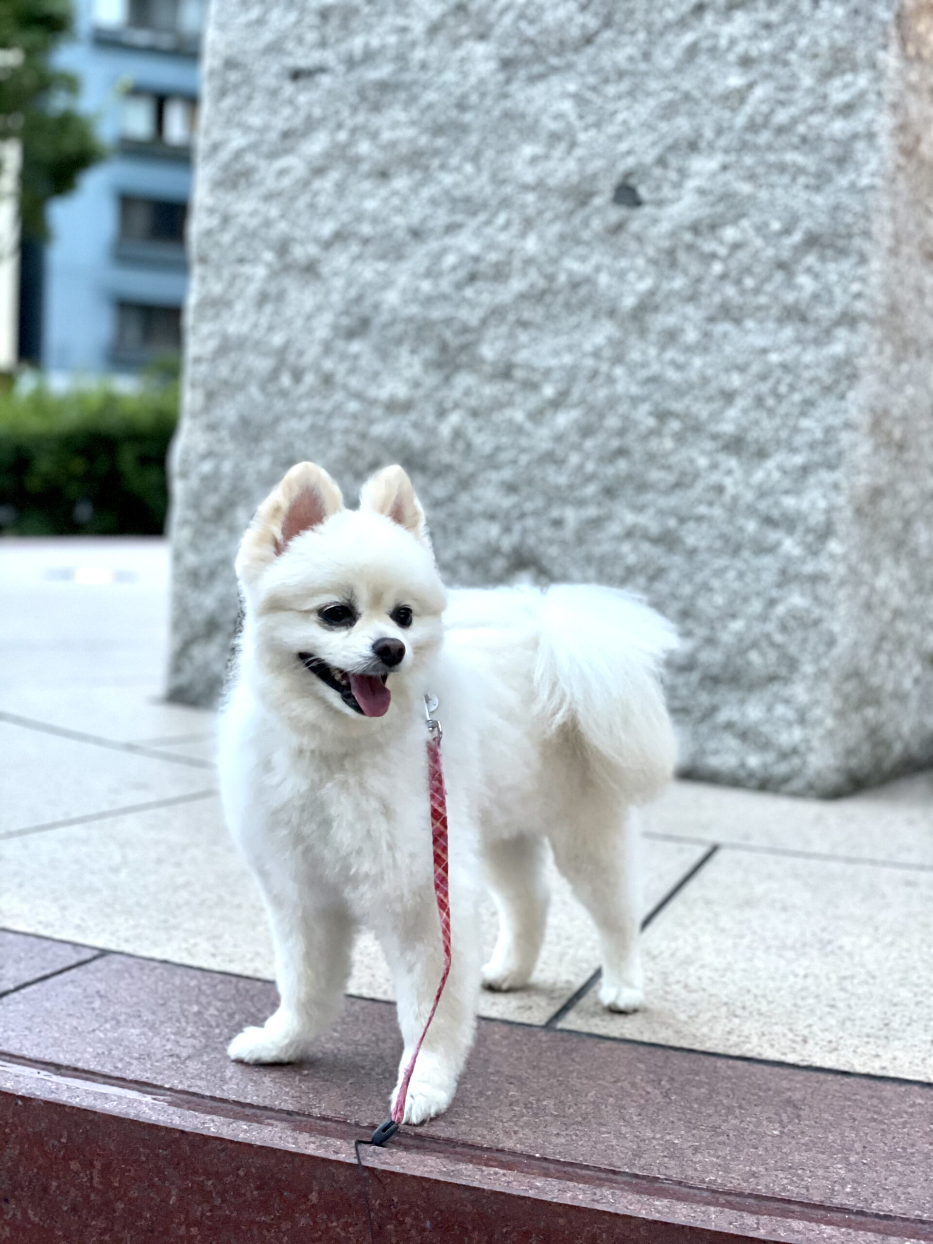 本日はお休みを頂きました