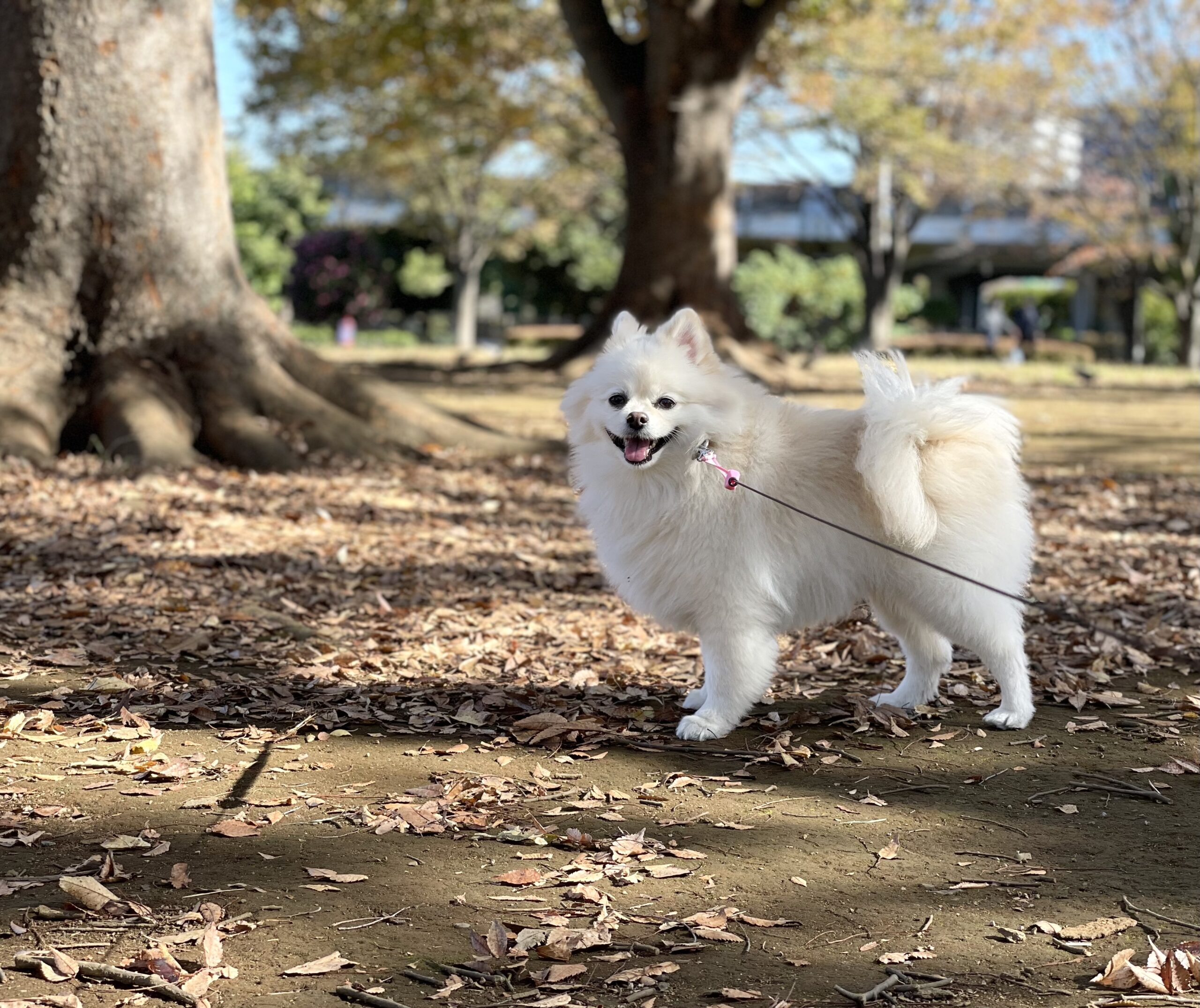 秋のお散歩