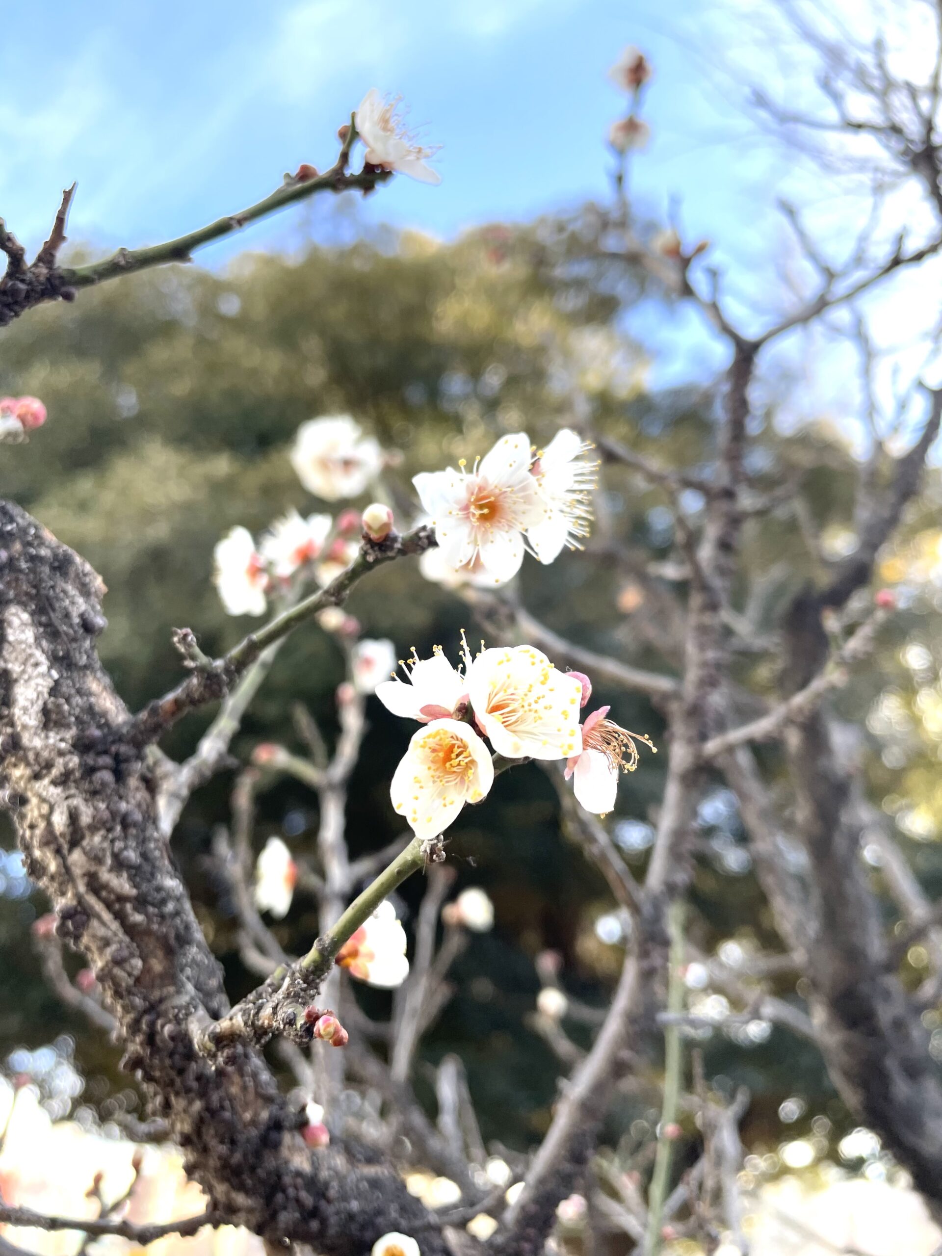 ご来店予約について