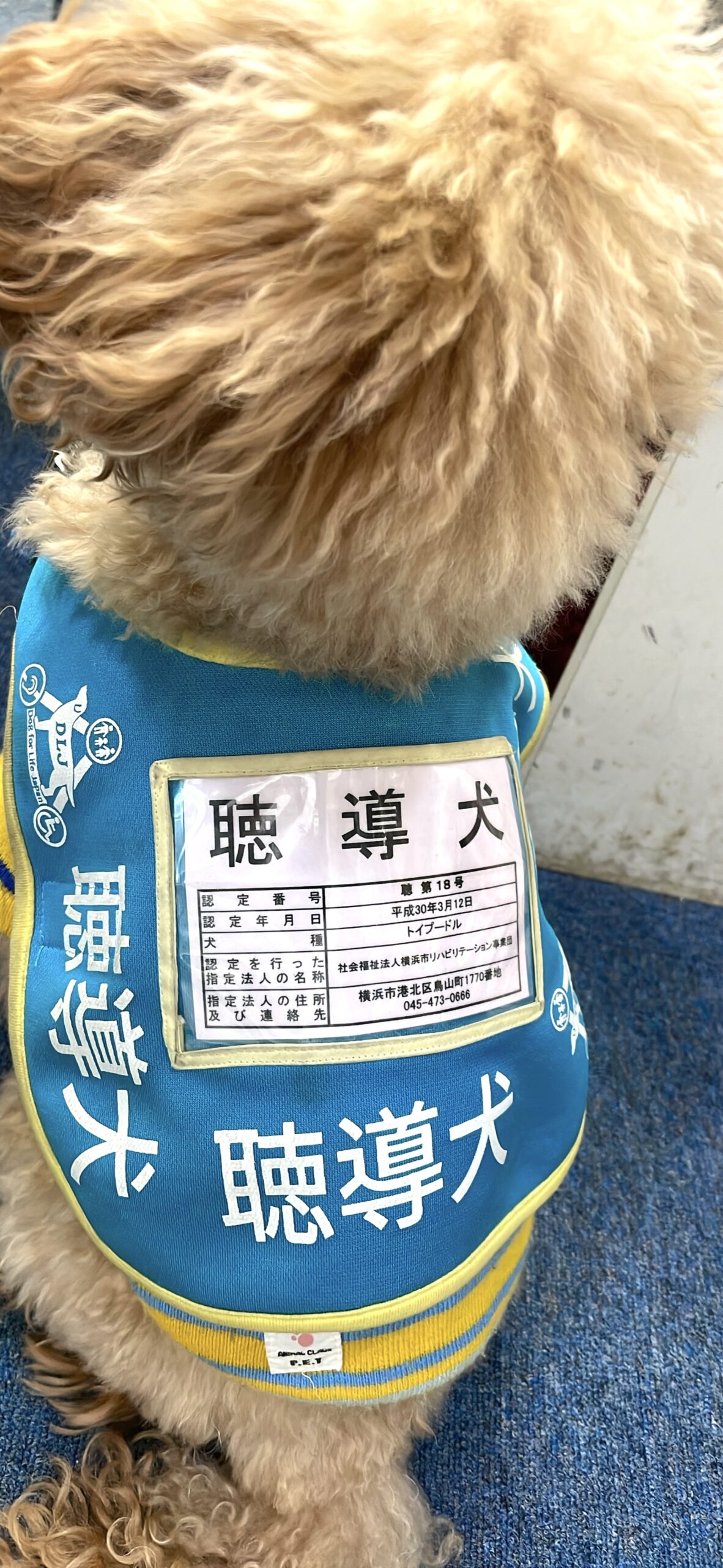 こんにちは！聴導犬チャンプ君